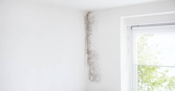 Best Asbestos and Lead Testing During Mold Inspection  in Lumber City, GA