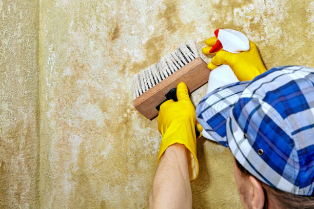 Best Mold Remediation for Vacation Homes  in Lumber City, GA