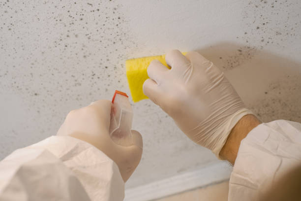 Best Basement Mold Removal  in Lumber City, GA