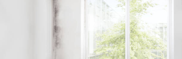Best Post-Construction Mold Inspection  in Lumber City, GA