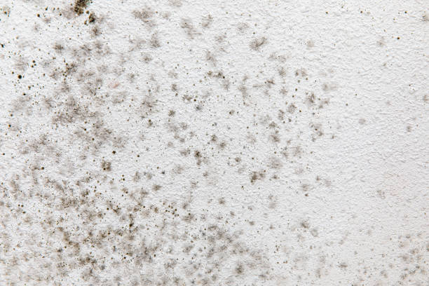  Lumber City, GA Mold Removal Pros